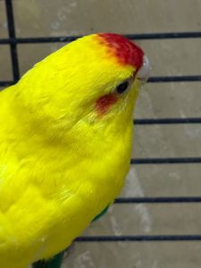 Жовті мальки папуги какарік і зелені