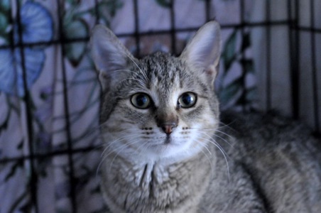 Кошеня Моніка