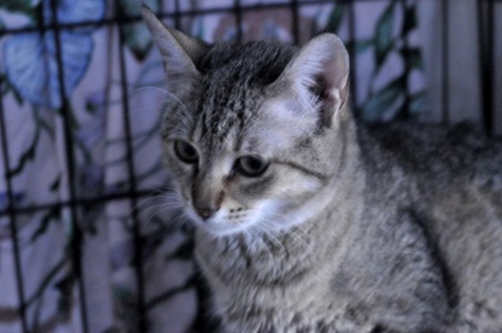 Кошеня Моніка