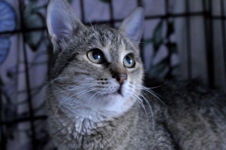 Кошеня Моніка