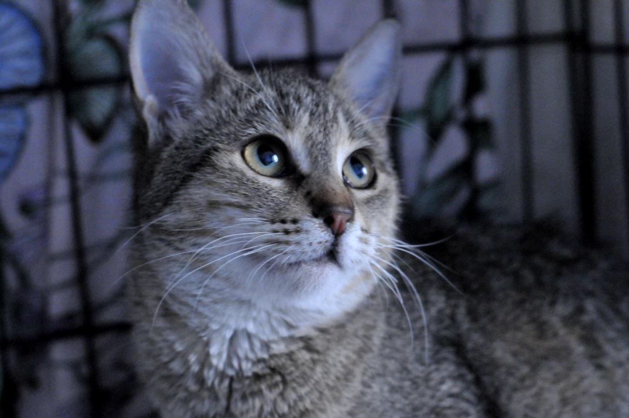 Кошеня Моніка