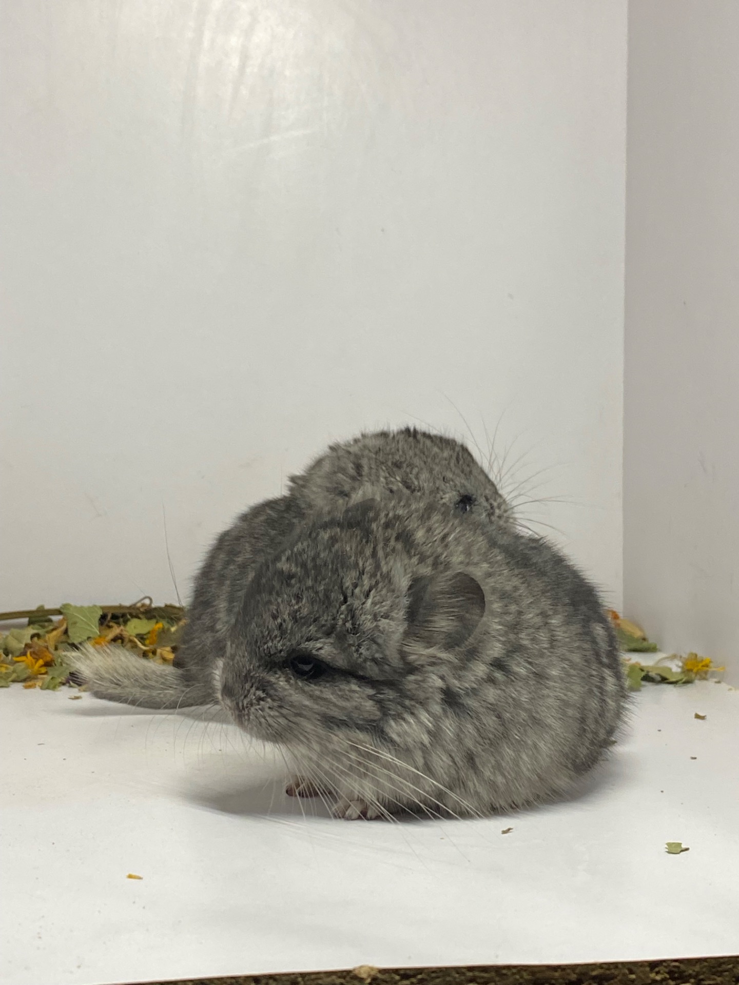 Шиншиллы малыши для брони