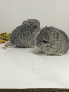 Шиншиллы малыши для брони