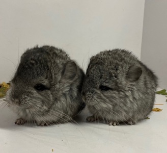 Шиншиллы малыши для брони