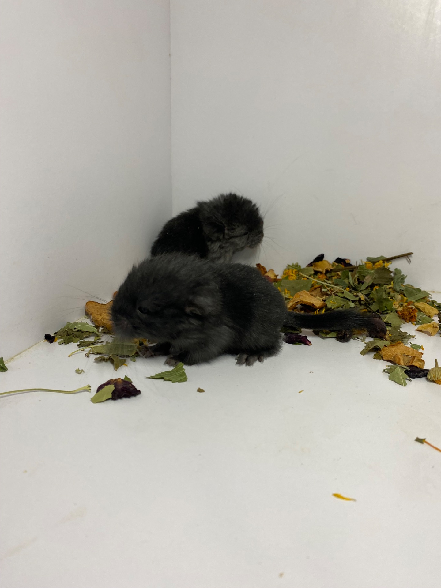 Шиншиллы малыши для брони