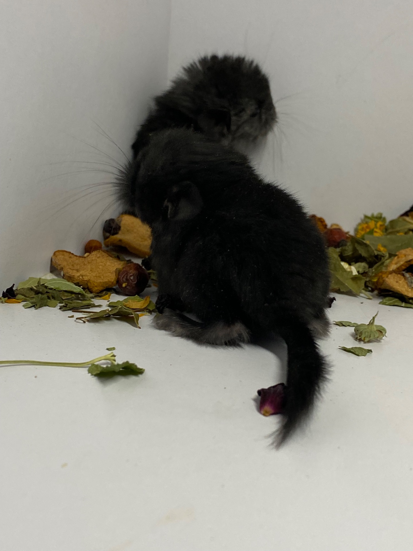 Шиншиллы малыши для брони