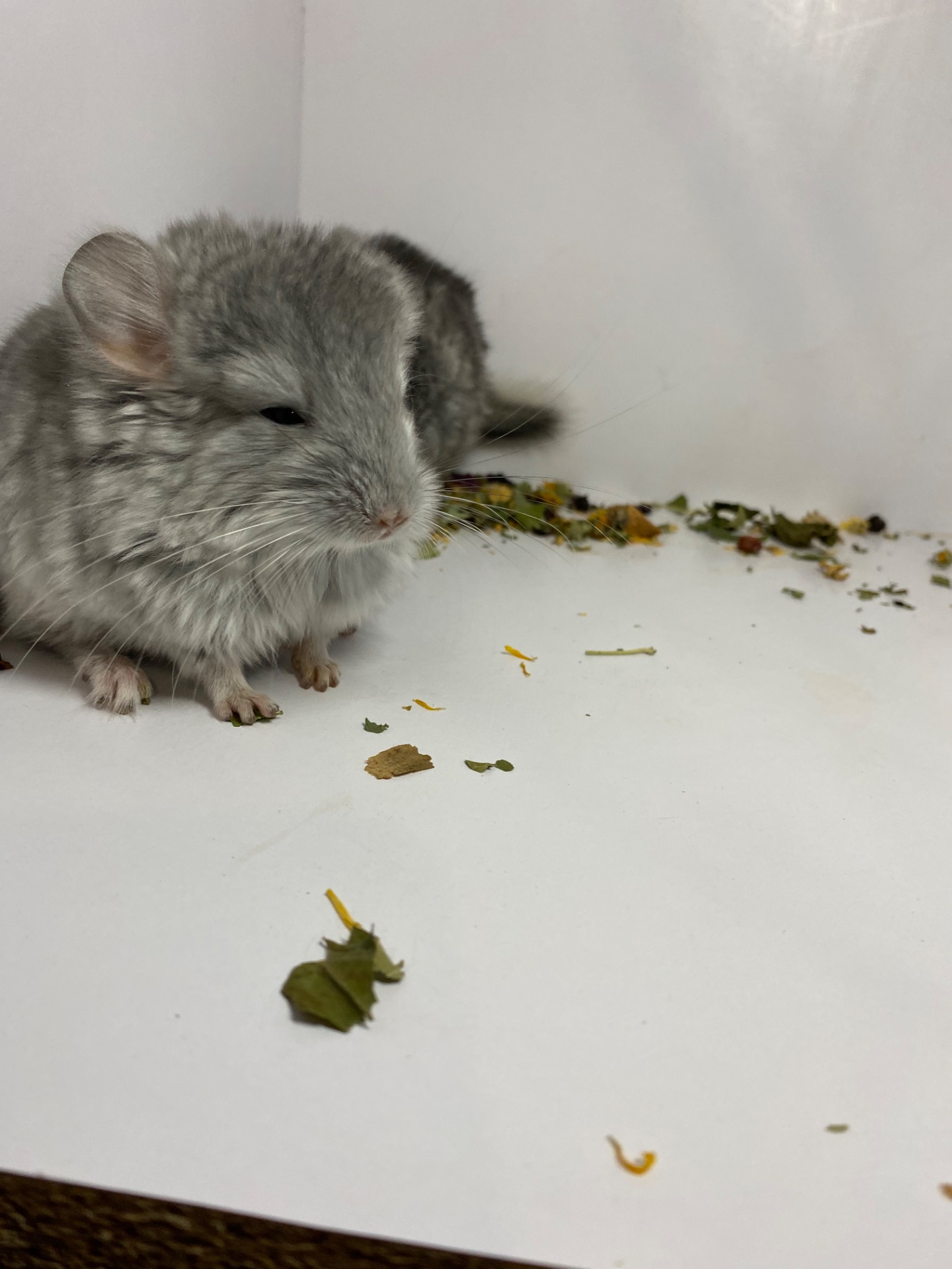 Шиншиллы малыши для брони