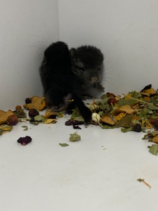 Шиншиллы малыши для брони