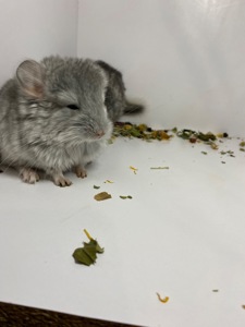 Шиншиллы малыши для брони