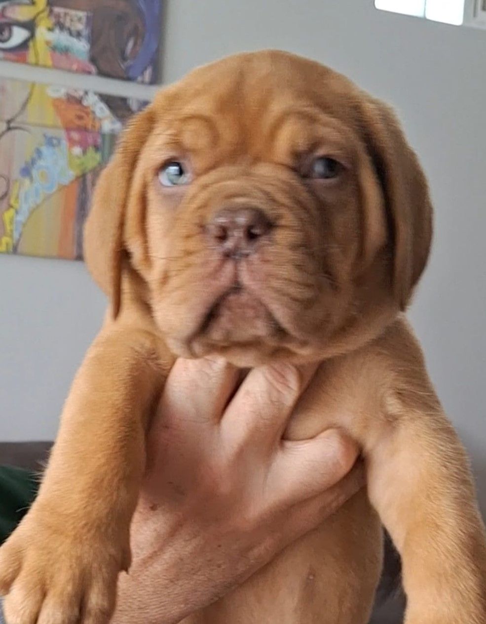 Бордоський дог Прекрасні цуценята