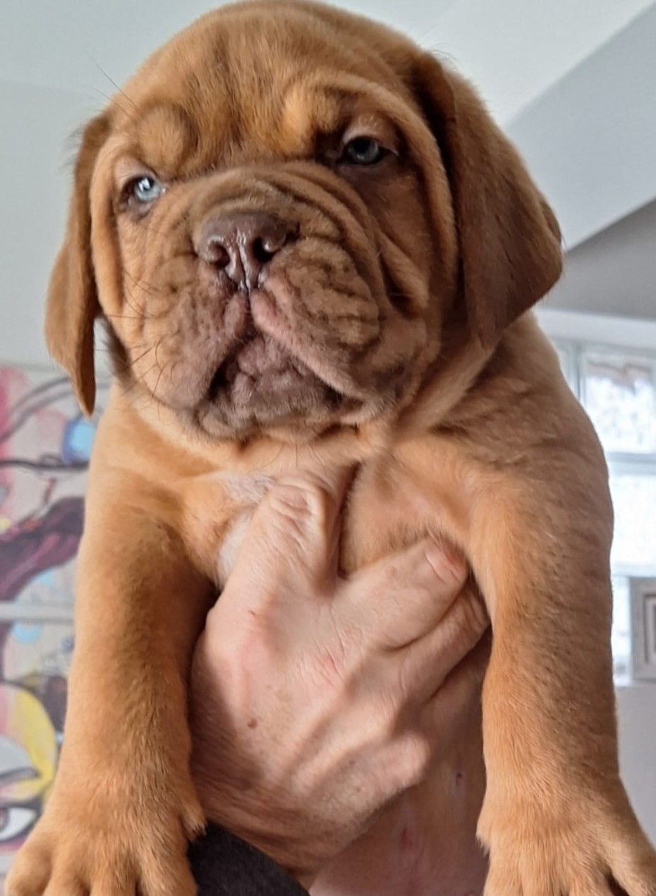 Бордоський дог Прекрасні цуценята