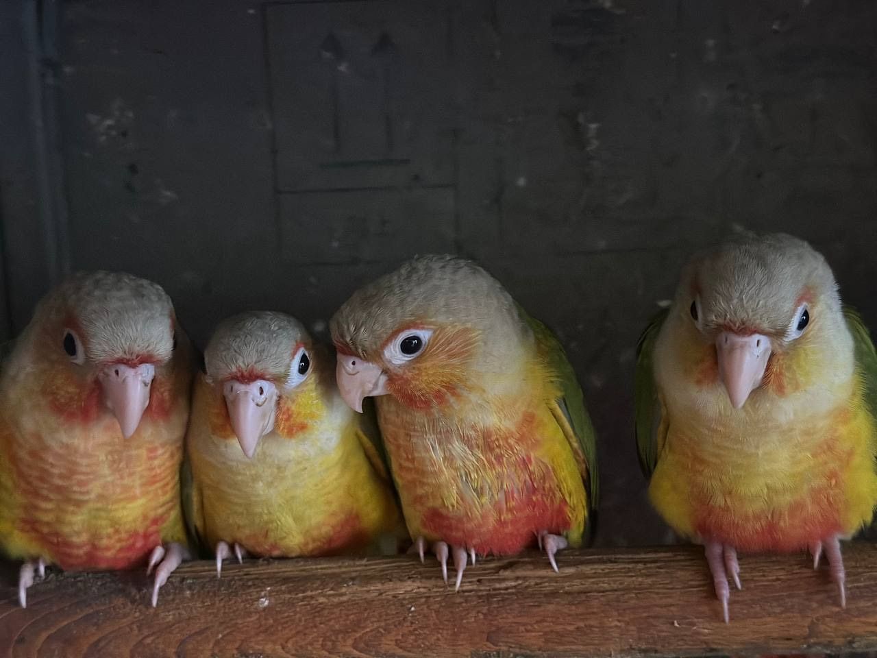 Піррура ананас пташенята