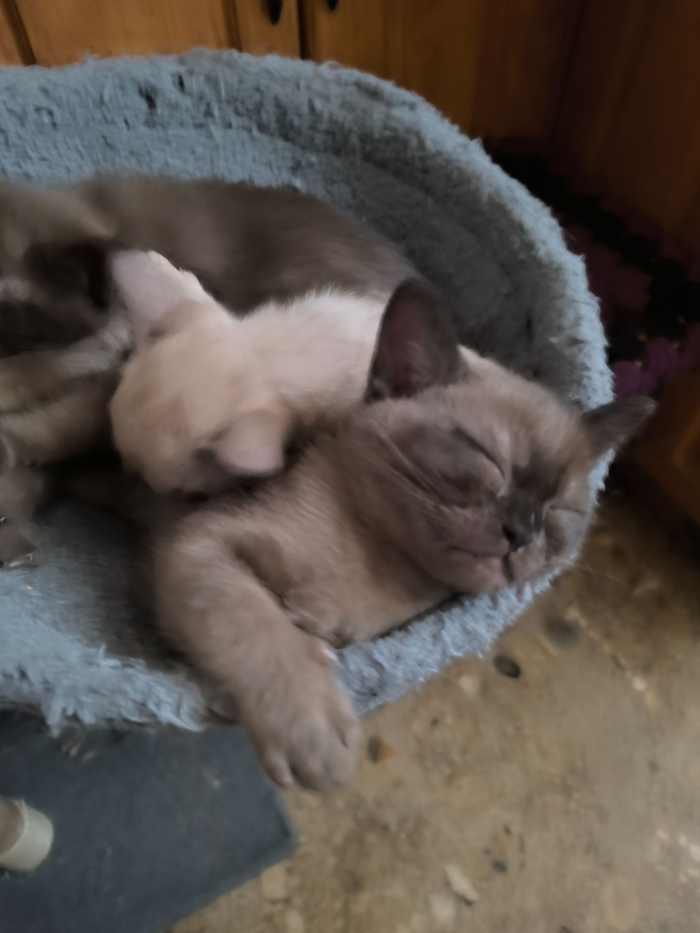 Бурманские соболь бурма европейская котята