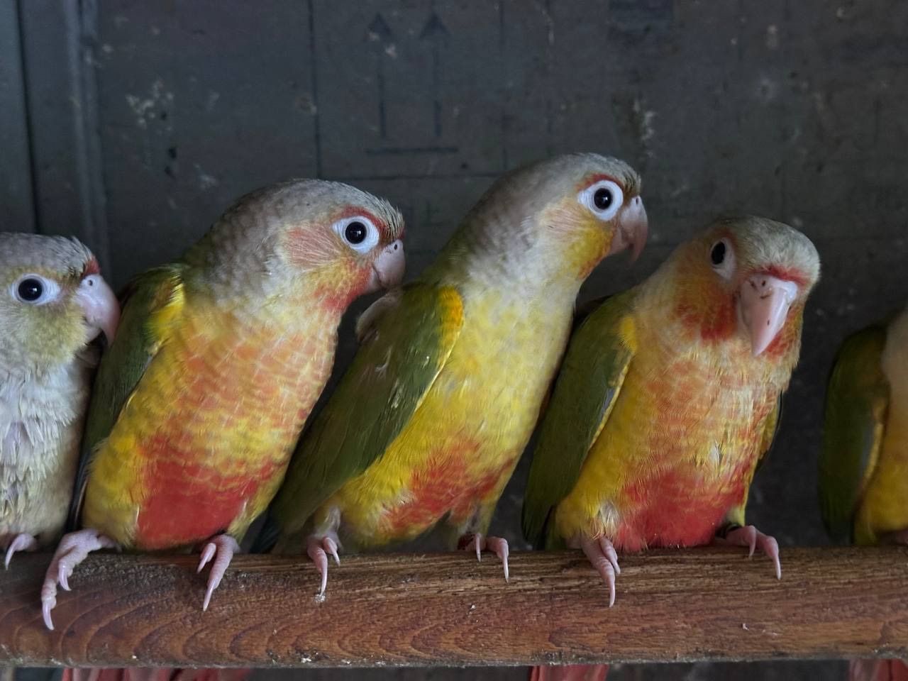 Піррура ананас пташенята