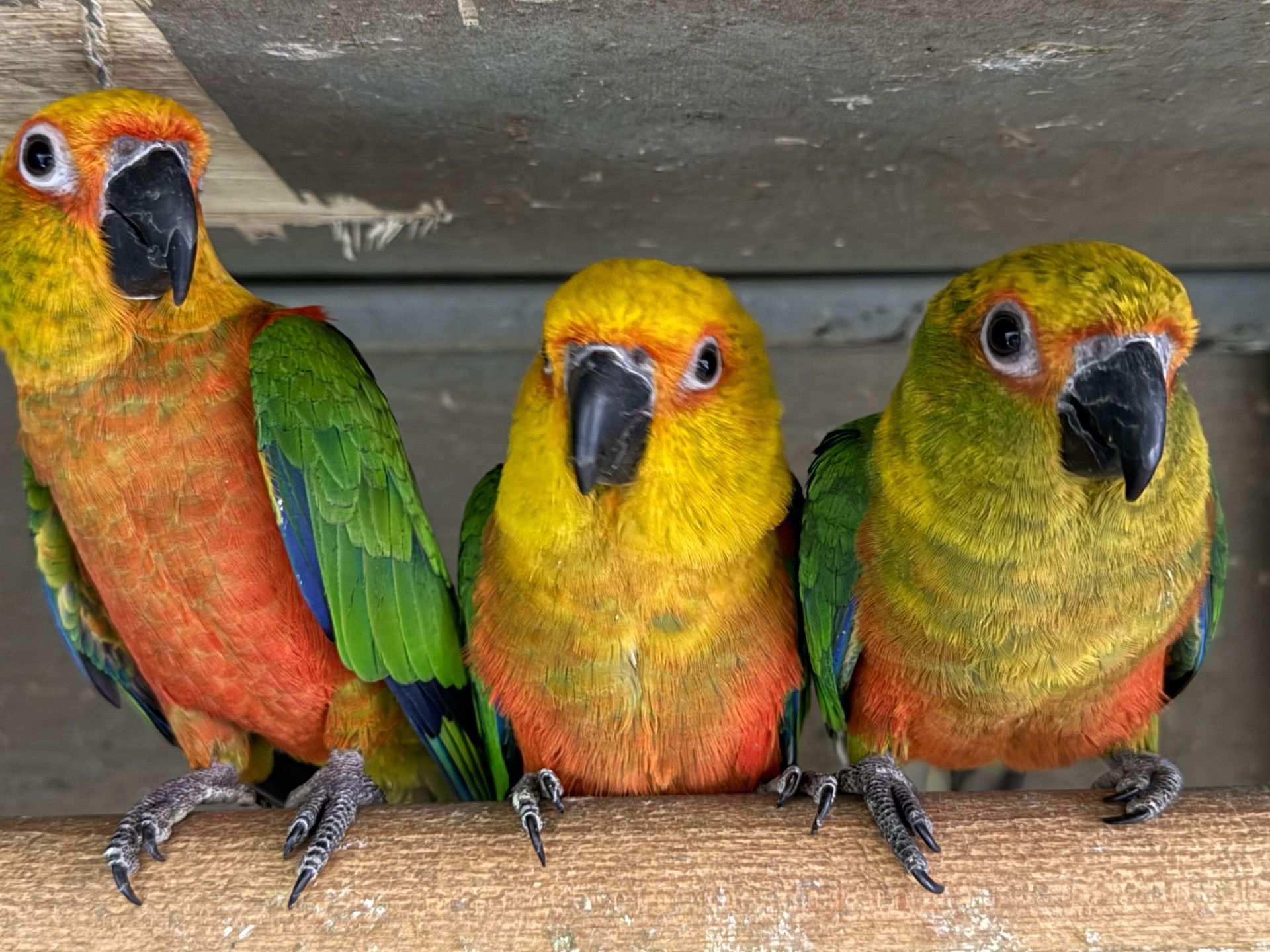 Аратинг папуга для дітей, дуже ручний