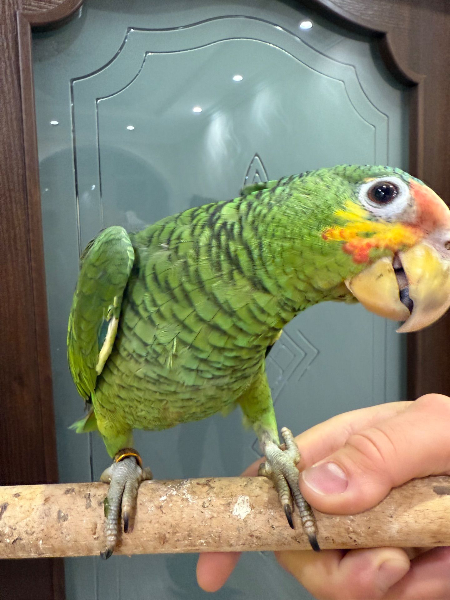 Говорящий та розумний папуга Амазон викормиш ручний