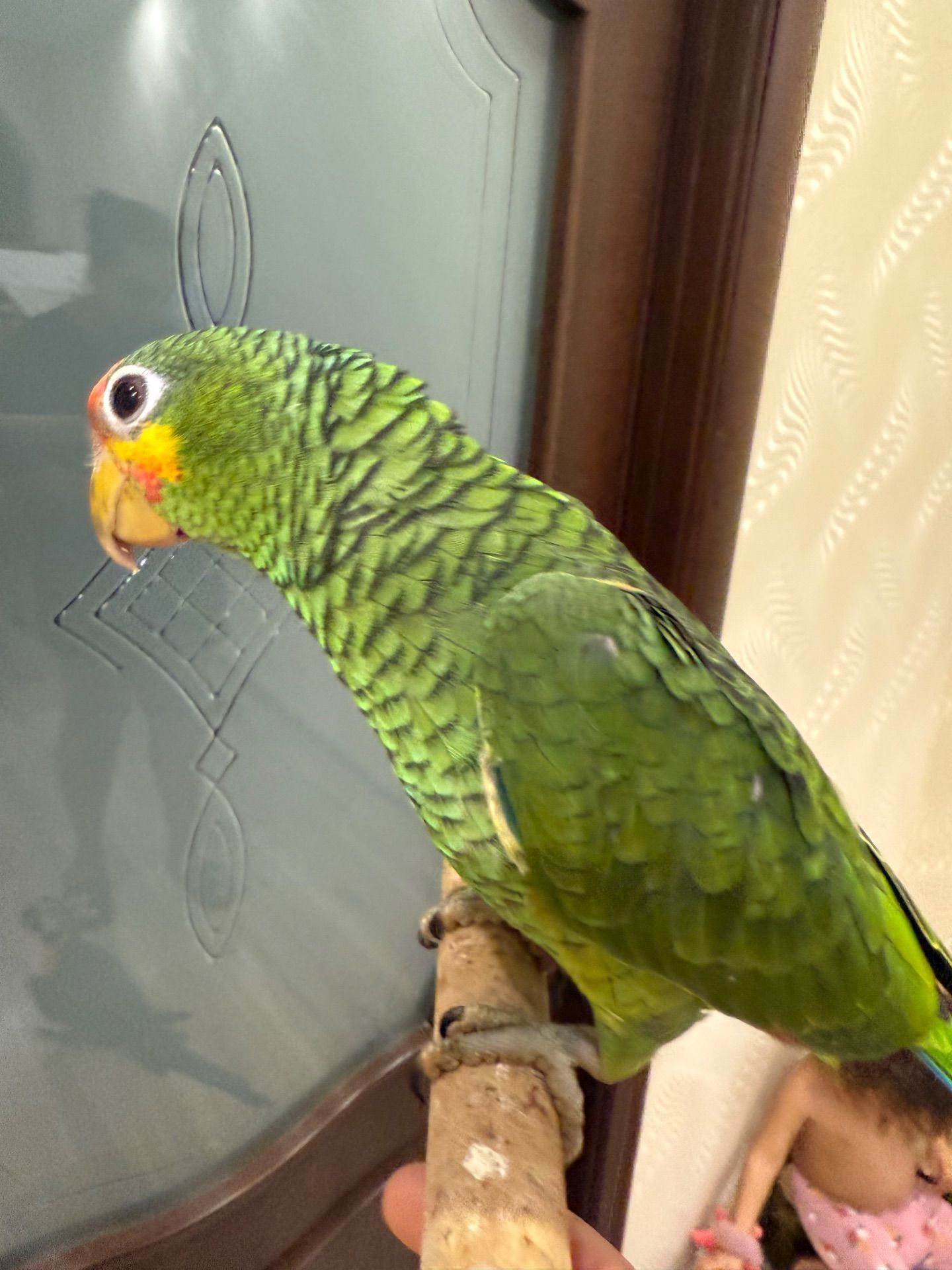 Говорящий та розумний папуга Амазон викормиш ручний