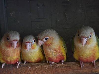 Піррура ананас пташенята