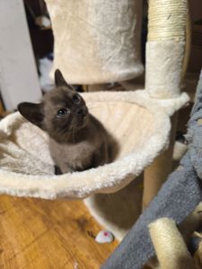 Бурманские соболь бурма европейская котята