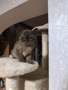 Бурманские соболь бурма европейская котята