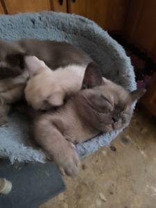 Бурманские соболь бурма европейская котята