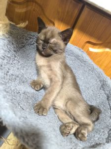 Бурманские соболь бурма европейская котята