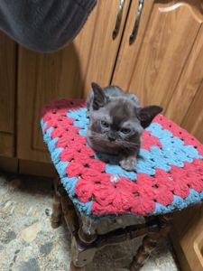 Бурманские соболь бурма европейская котята