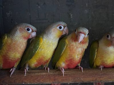 Піррура ананас пташенята