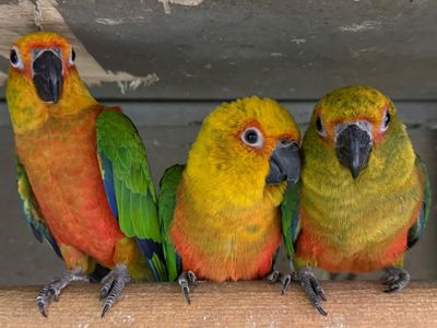 Аратинг папуга для дітей, дуже ручний