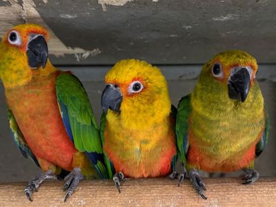 Аратинг папуга для дітей, дуже ручний