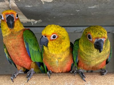 Аратинг папуга для дітей, дуже ручний