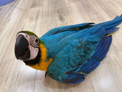 Малюк папуги ара пташеня викормиші