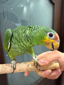 Говорящий та розумний папуга Амазон викормиш ручний