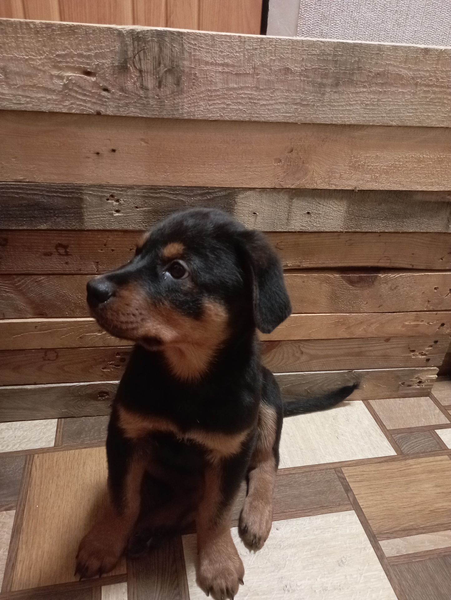 Продаються цуценята ротвейлера