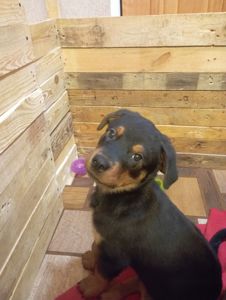 Продаються цуценята ротвейлера