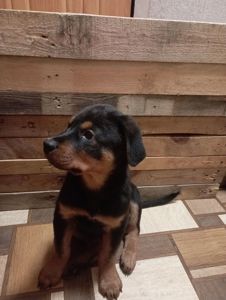Продаються цуценята ротвейлера