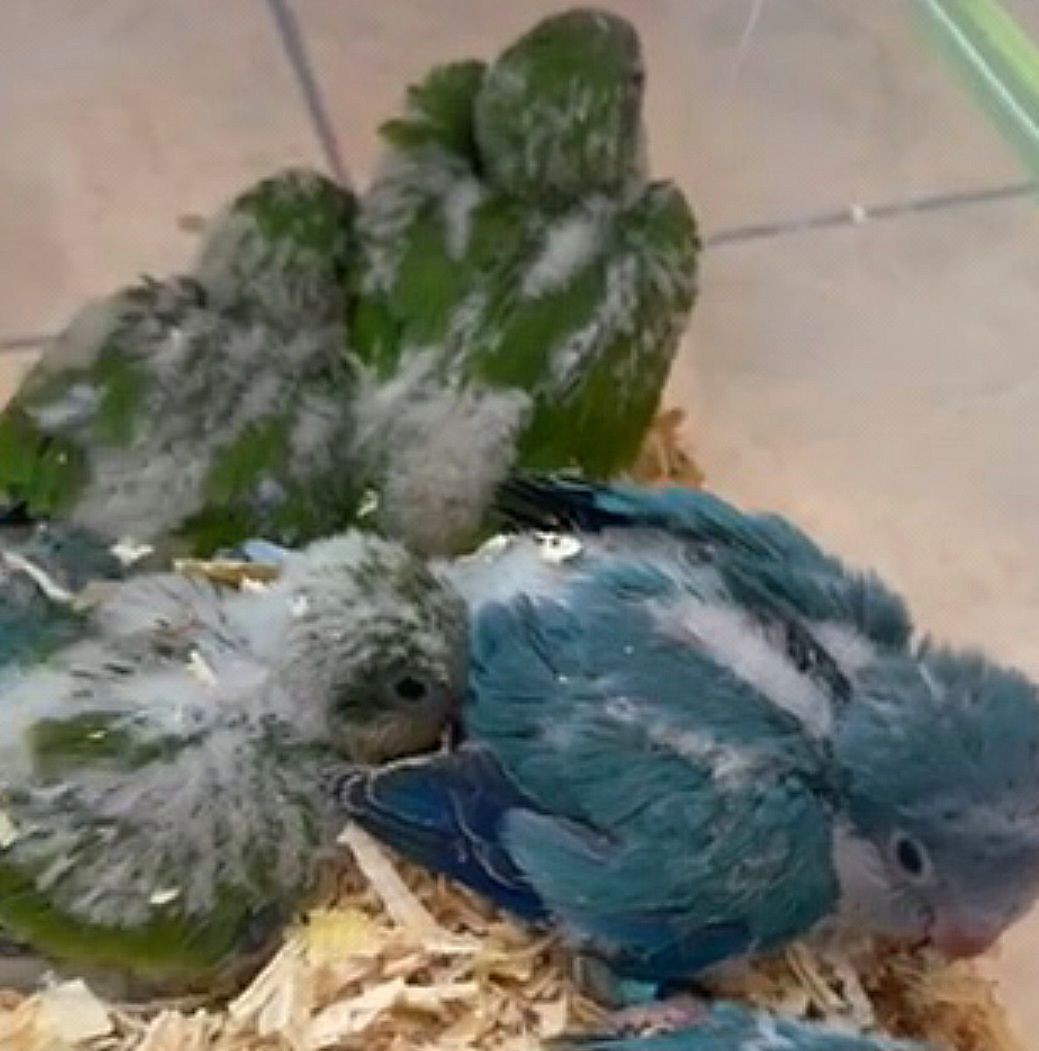 Малыши попугая калита монах