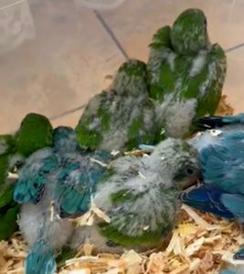 Малыши попугая калита монах