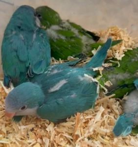 Малыши попугая калита монах