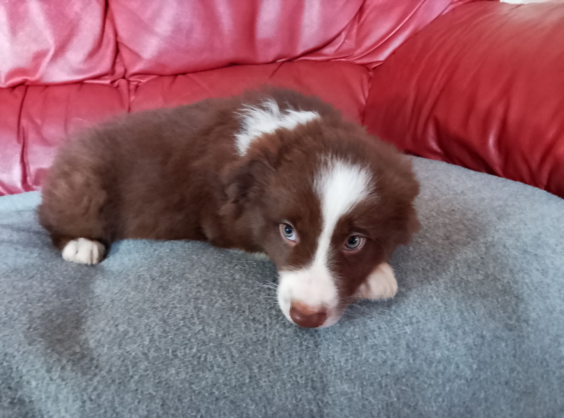 Щенок шоколадный Бордер Коли