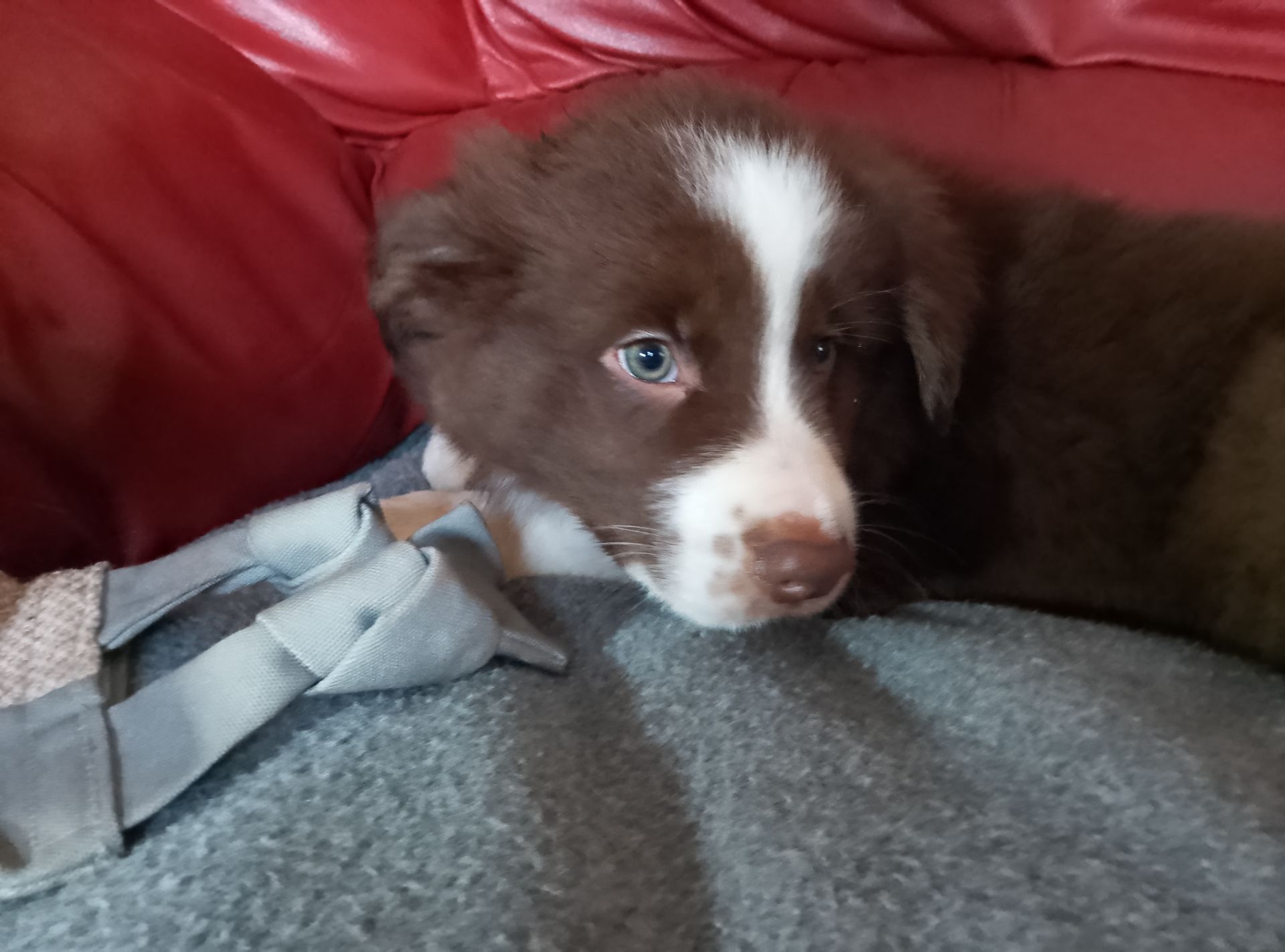 Щенок шоколадный Бордер Коли