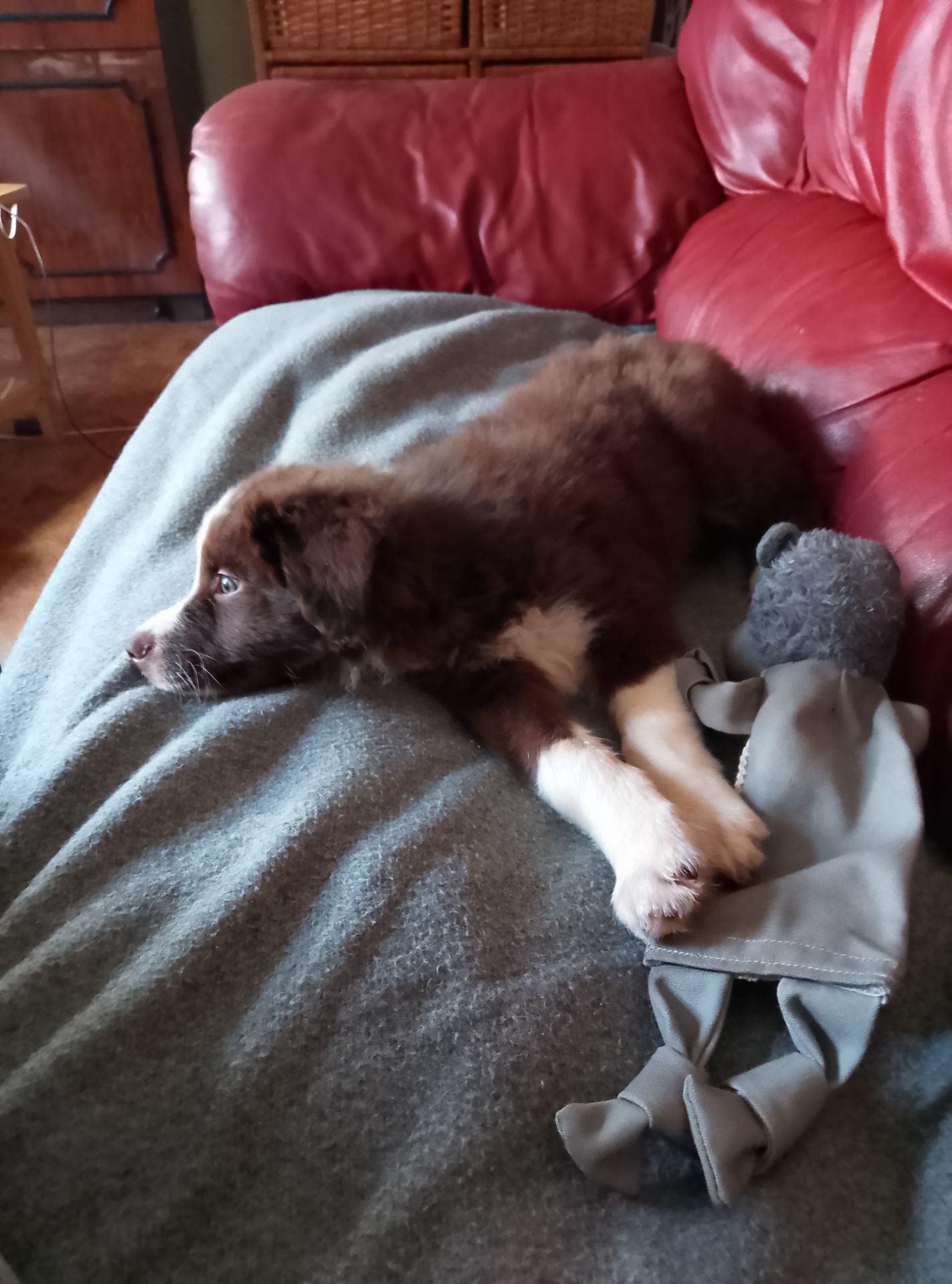 Щенок шоколадный Бордер Коли