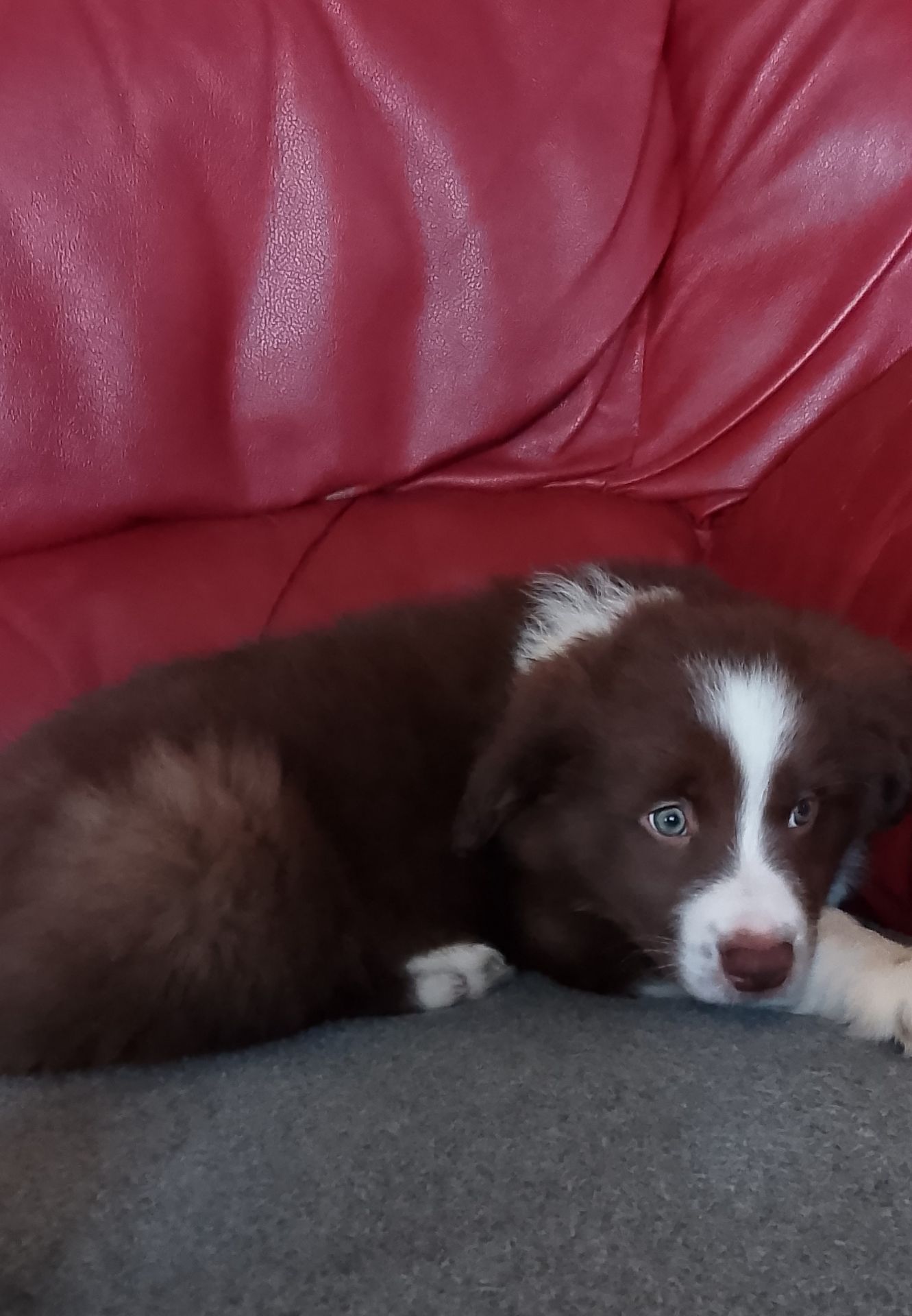 Щенок шоколадный Бордер Коли