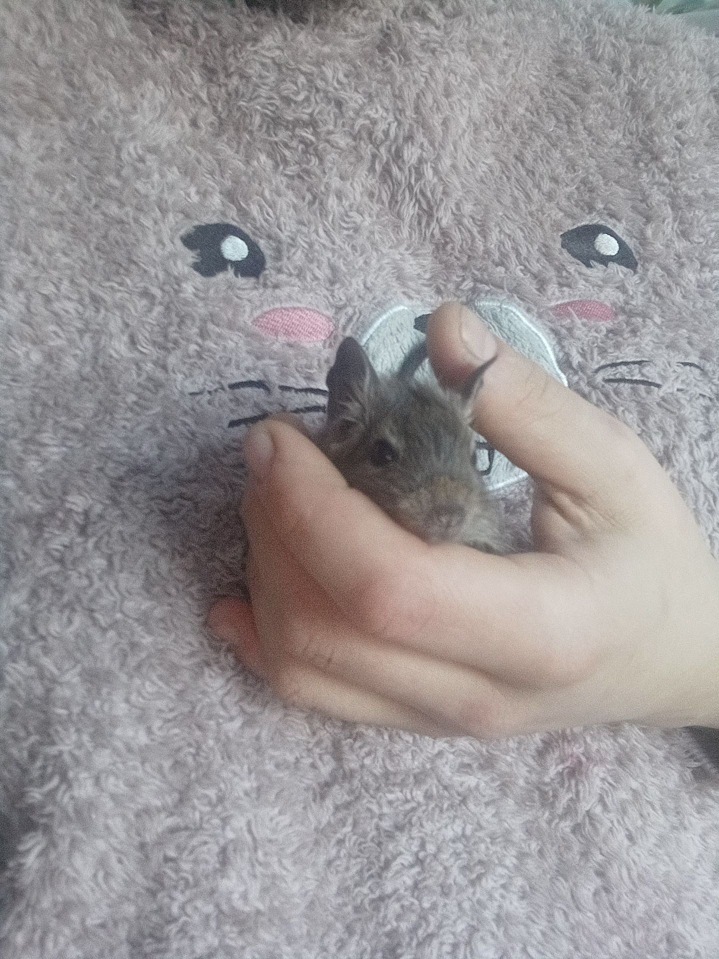 Маленькі ручні дегу, хлопчики, троє