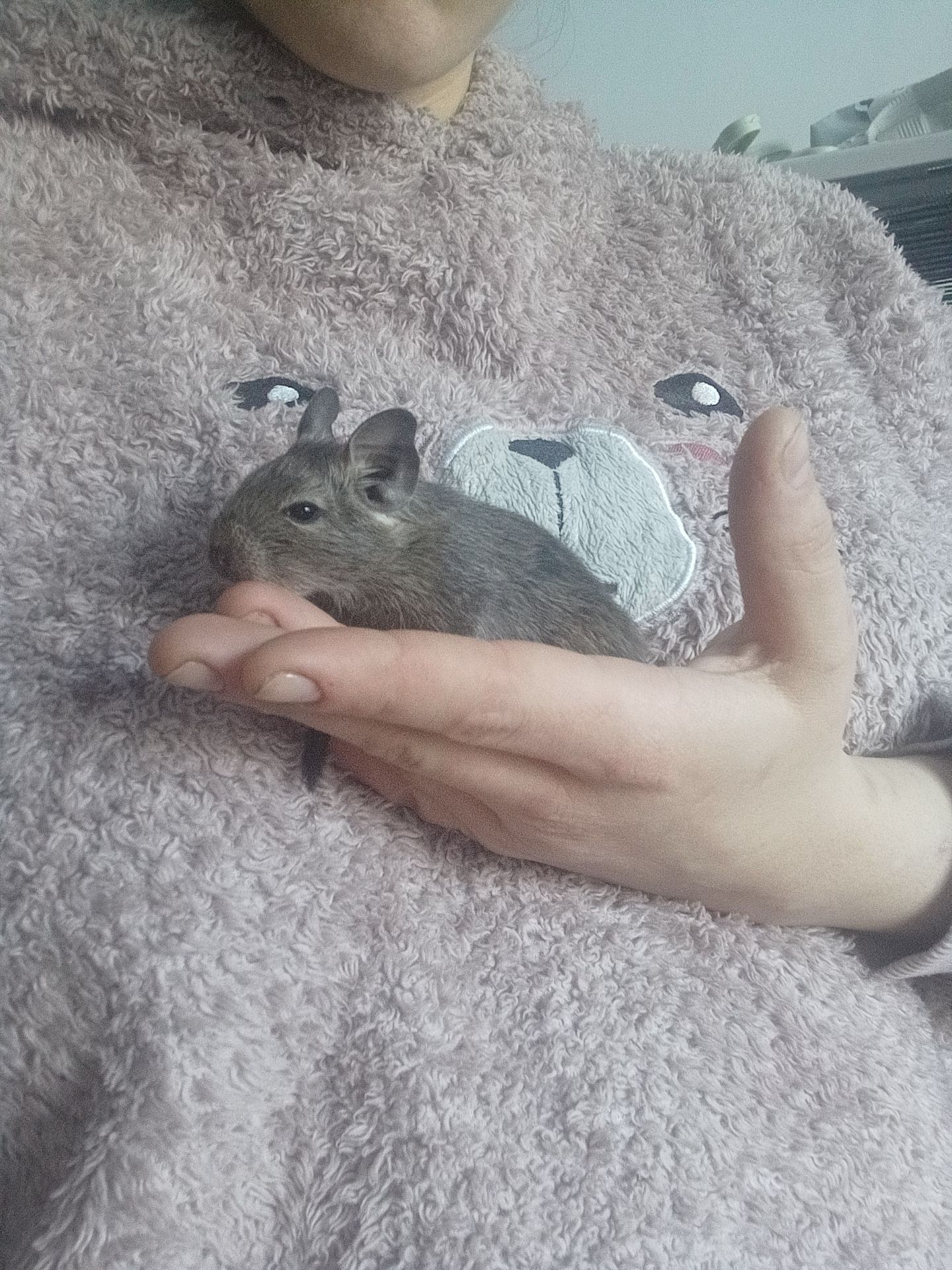 Маленькі ручні дегу, хлопчики, троє