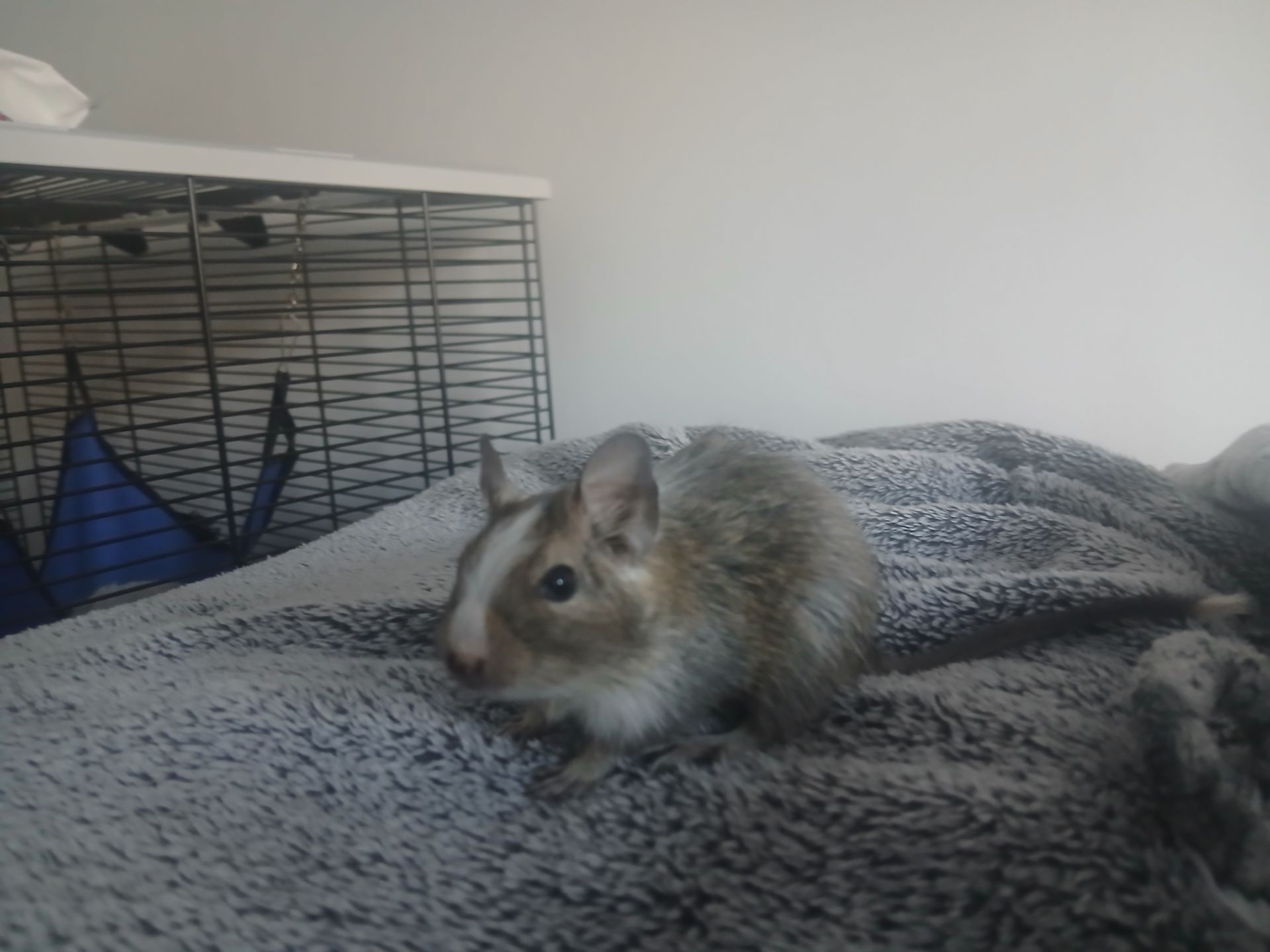 Маленькі ручні дегу, хлопчики, троє