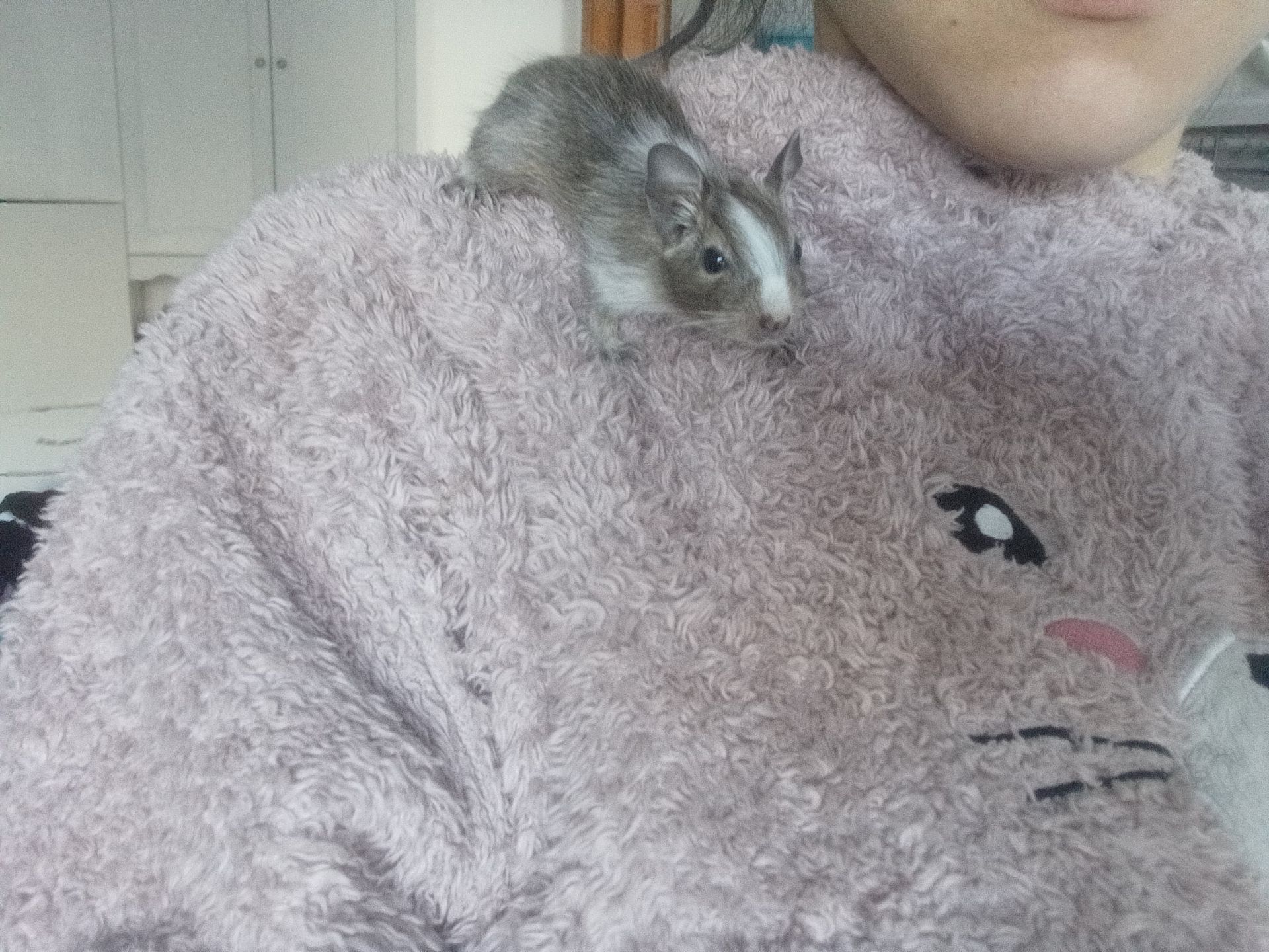 Маленькі ручні дегу, хлопчики, троє