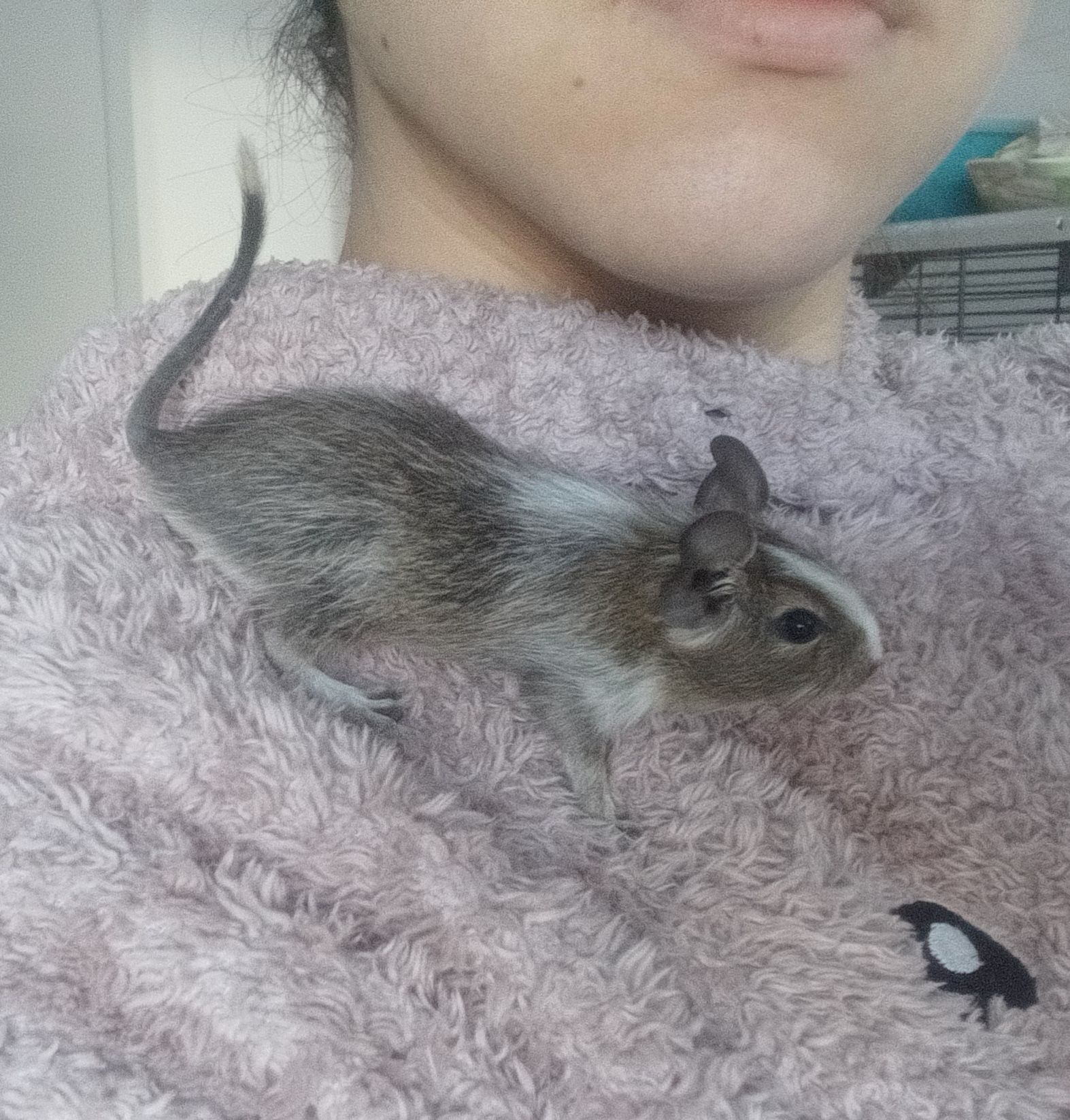 Маленькі ручні дегу, хлопчики, троє