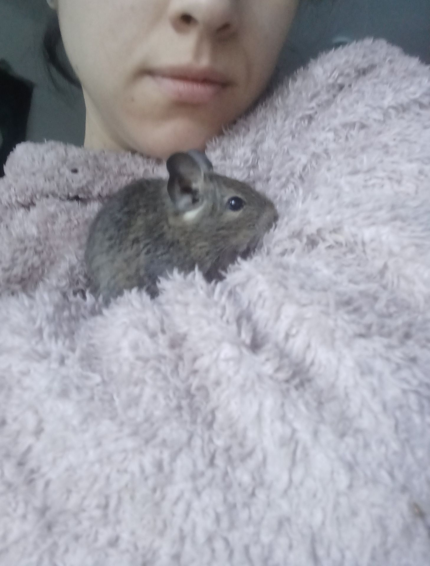 Маленькі ручні дегу, хлопчики, троє