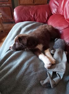 Щенок шоколадный Бордер Коли